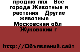 продаю лпх - Все города Животные и растения » Другие животные   . Московская обл.,Жуковский г.